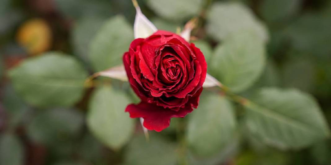 Türkiye’de üretimin %20’sini kucaklıyor: 12.500 dekarda yılda 214 milyon üretime imza atıyor 3